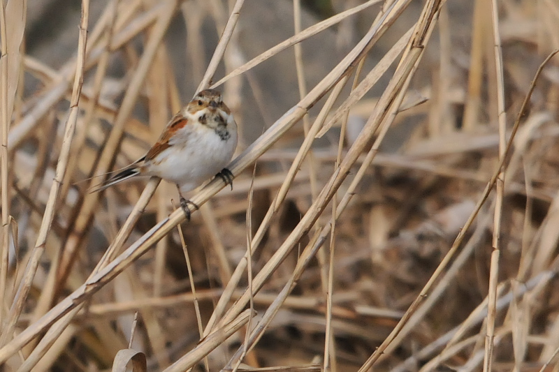 オオジュリン （１２態-12）　大谷川　八幡市　2015/02/19-2015/03/21　Photo by Takase