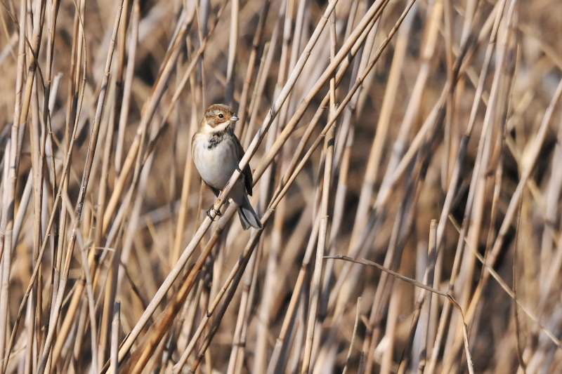 オオジュリン （１２態-1）　大谷川　八幡市　2015/02/19-2015/03/21　Photo by Takase