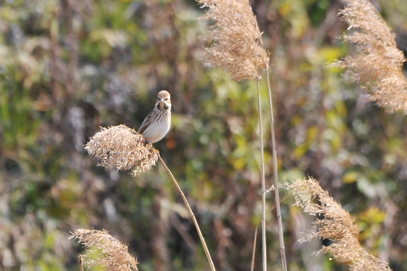 オオジュリン （１２態-2）　大谷川　八幡市　2015/02/19-2015/03/21　Photo by Takase