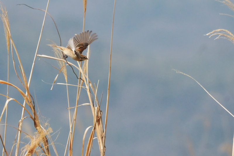 オオジュリン （１２態-3）　大谷川　八幡市　2015/02/19-2015/03/21　Photo by Takase