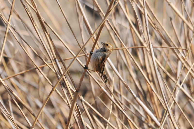 オオジュリン （１２態-4）　大谷川　八幡市　2015/02/19-2015/03/21　Photo by Takase
