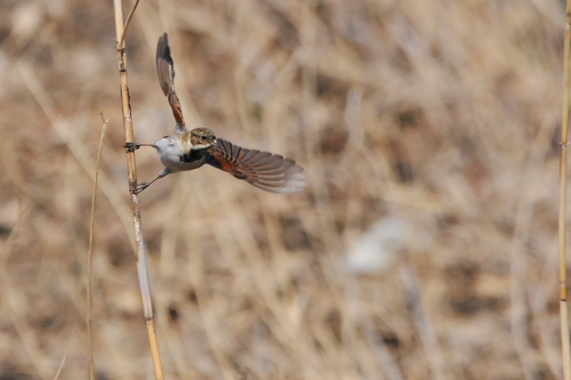 オオジュリン （１２態-5）　大谷川　八幡市　2015/02/19-2015/03/21　Photo by Takase