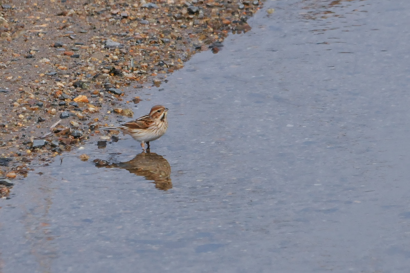 オオジュリン （１２態-6）　大谷川　八幡市　2015/02/19-2015/03/21　Photo by Takase
