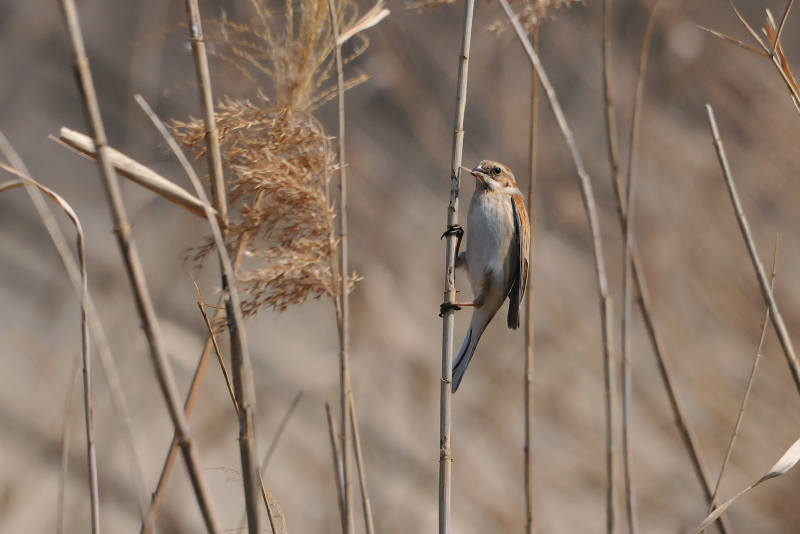 オオジュリン （１２態-7）　大谷川　八幡市　2015/02/19-2015/03/21　Photo by Takase