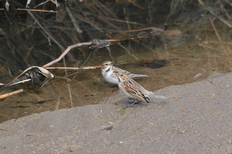 オオジュリン （１２態-8）　大谷川　八幡市　2015/02/19-2015/03/21　Photo by Takase