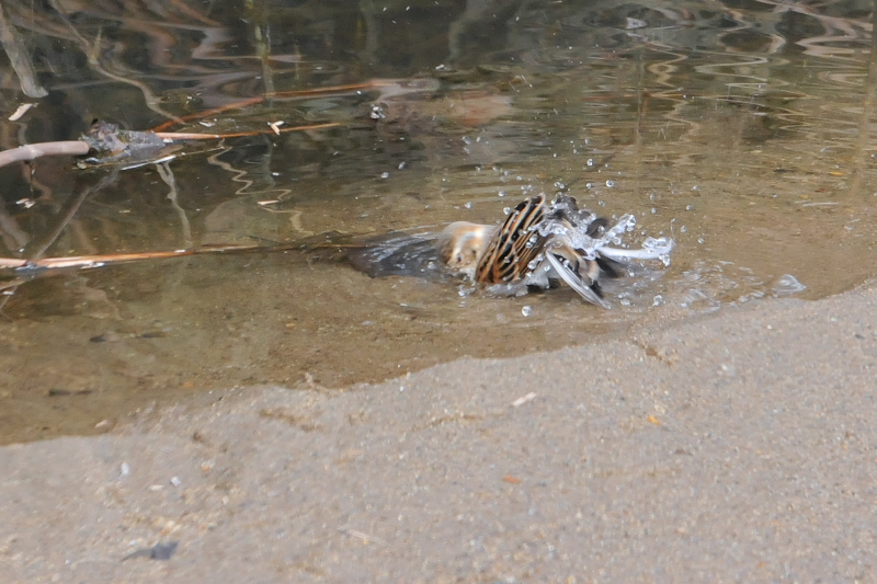 オオジュリン （１２態-9）　大谷川　八幡市　2015/02/19-2015/03/21　Photo by Takase