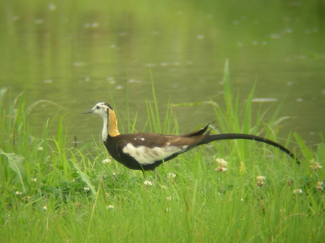 sJNt@ޗǎs@鋞@2006/06/27@Photo by Takayama