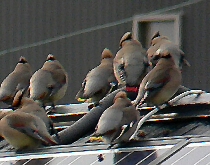 Photo2 の○部の拡大写真