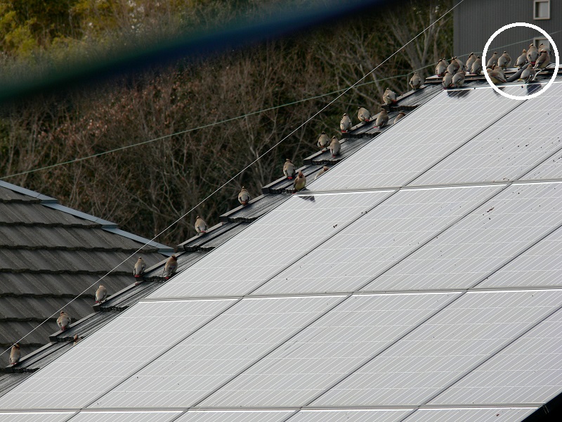 「キレンジャク」 と 「ヒレンジャク」 の群れ