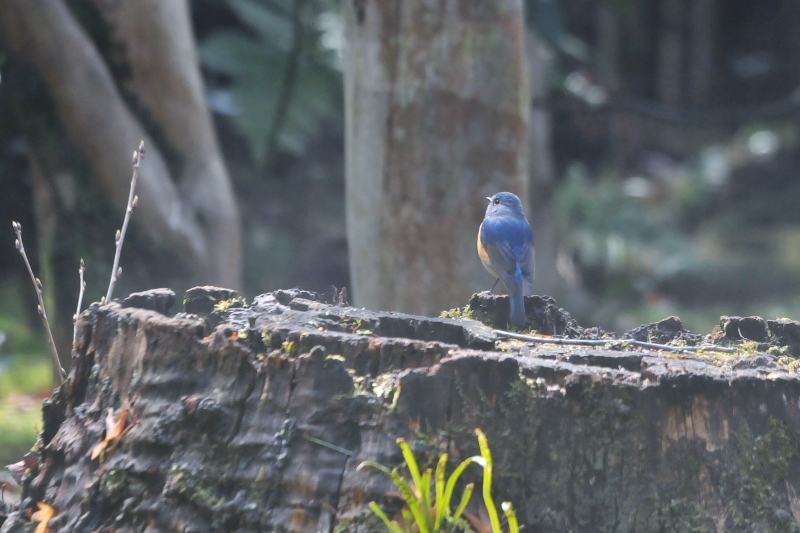 ルリビタキ ♂　石清水八幡宮周辺　男山　八幡市　2015/03/14　Photo by Takase