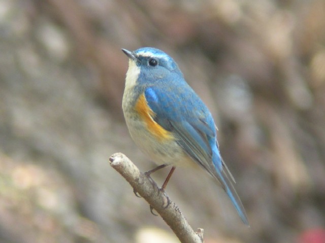 A r^L @@@s@jR@2007/03/26@ Photo by Takayama