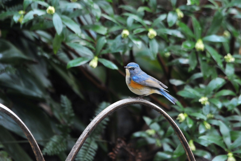 ルリビタキ ♂　石清水八幡宮周辺　男山　八幡市　2015/03/14　Photo by Takase
