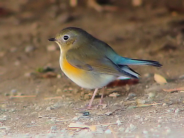 B r^L@@ᒹ@s@jR@2005/01/11@Photo by Kohyuh