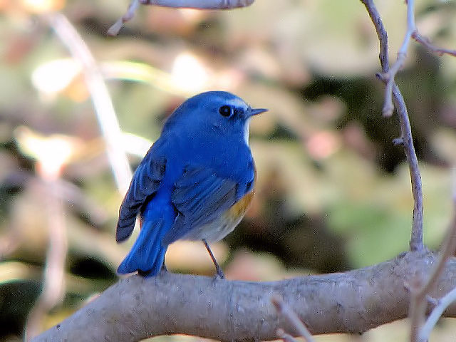 E r^L @@s{A@ss@2009/12/08@ Photo by Kohyuh