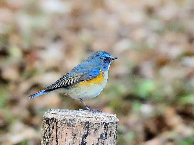 r^L @@iR-1j@@s@2011/01/21@ Photo by Kohyuh