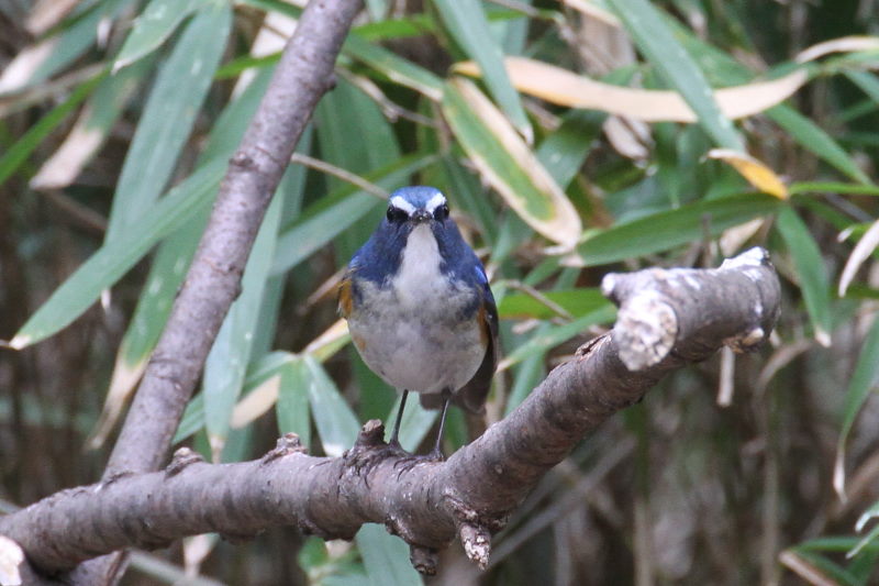 ルリビタキ ♂ （３態-1）　山田池　枚方市　2015/02/02　Photo by Manda