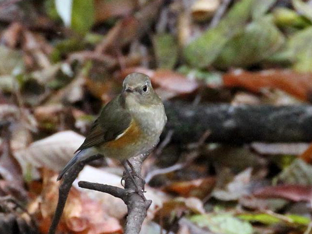 r^L @ᒹ@iQ-1j@Βn@Ls@2012/12/18@ Photo by Manda