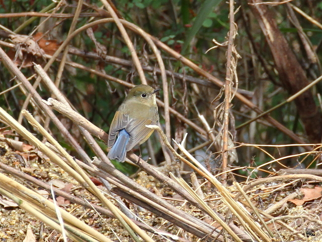 Photo-20140211-1@r^L @iQ-1j@@s@r@2014/02/11@Photo by Manda
