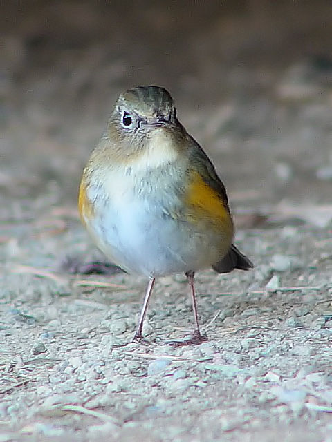 D r^L@@ᒹ@s@jR@2005/01/11@Photo by Kohyuh