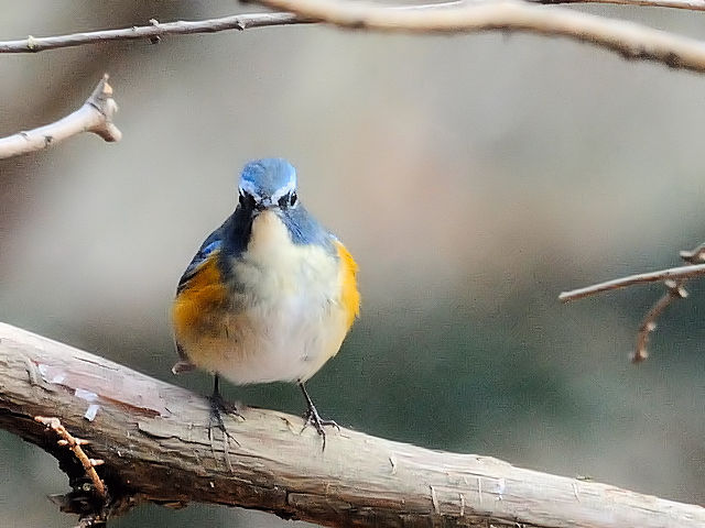 r^L @@iR-2j@@s@2011/01/21@ Photo by Kohyuh