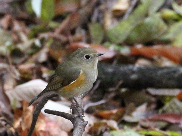 r^L @ᒹ@iQ-2j@Βn@Ls@2012/12/18@ Photo by Manda