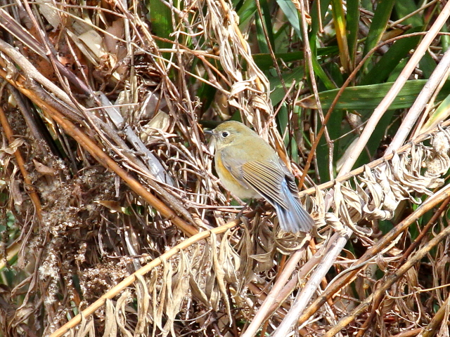 Photo-20140211-2@r^L @iQ-2j@@s@r@2014/02/11@Photo by Manda