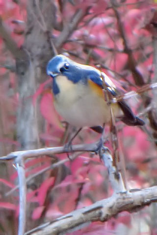 F-1@r^L @@s{A@ss@2009/12/08@ Photo by Kohyuh