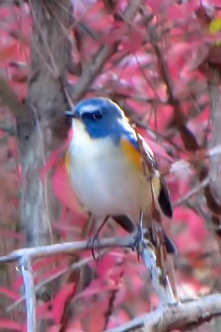 F-2@r^L @@s{A@ss@2009/12/08@ Photo by Kohyuh