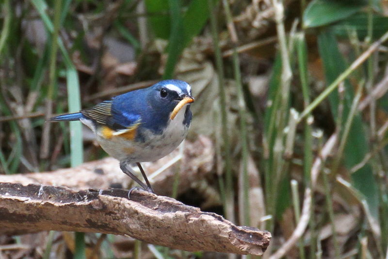 ルリビタキ ♂ （３態-2）　山田池　枚方市　2015/02/02　Photo by Manda