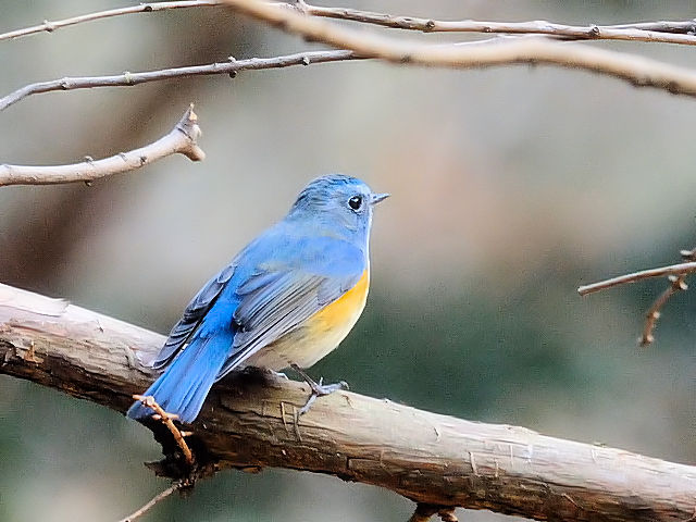 r^L @@iR-3j@@s@2011/01/21@ Photo by Kohyuh