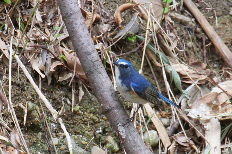 ルリビタキ ♂ （３態-3）　山田池　枚方市　2015/02/02　Photo by Manda