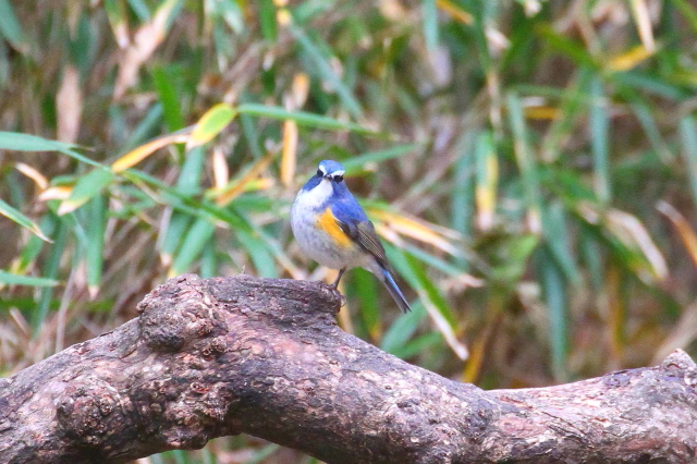 r^L @@iT-3j@Rcr@s@2014/01/05@ Photo by Manda