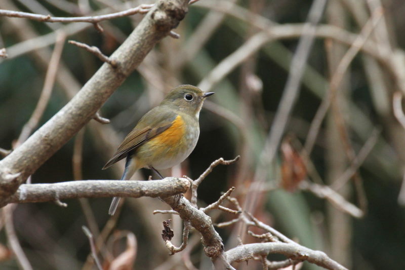 ルリビタキ ♀ （２態-1）　山田池　枚方市　2015/02/02　Photo by Manda
