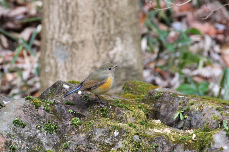 ルリビタキ ♀ （２態-2）　山田池　枚方市　2015/02/02　Photo by Manda