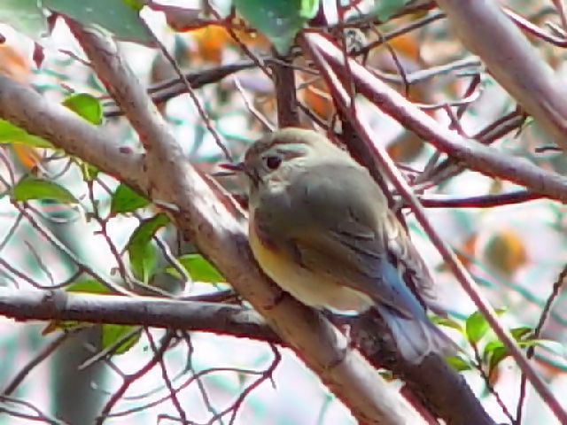 C r^L @@s@r@2003/03/04@Photo by Kohyuh