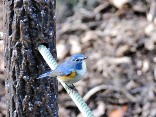 ルリビタキ　男山　八幡市　2015/02/17　Photo by Kohyuh