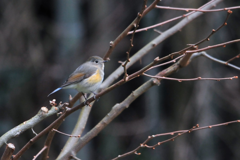 ルリビタキ ♀　男山　八幡市　2015/01/18　Photo by Takase