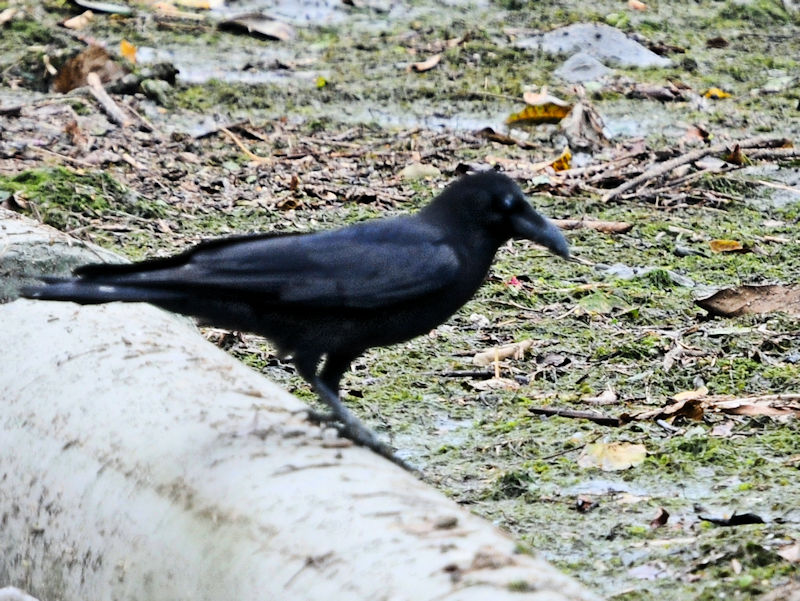 ELEnVugKXiRԁj@Xь@ꌧ@2023/02/09@Photo by Kohyuh