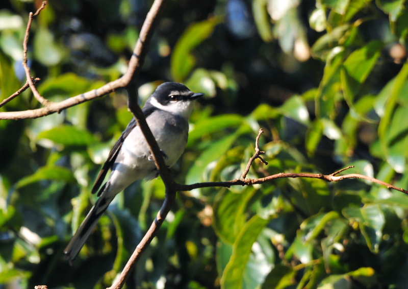 リュウキュウサンショウクイ　成鳥　（３態-3）　根県　益田市　2016/02/08　Photo by Takase
