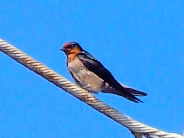 @ ELEco@@@ӌ˖ߍx@ꌧ@2009/01/22@ Photo by Kohyuh