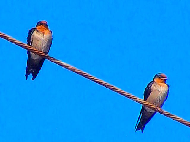 A ELEco@@@ӌ˖ߍx@ꌧ@2009/01/22@ Photo by Kohyuh