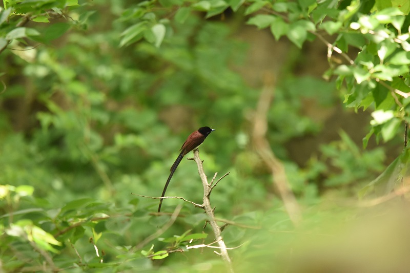 TRE`E@iS-2j@@2016/05/08@ Photo by Hayashi