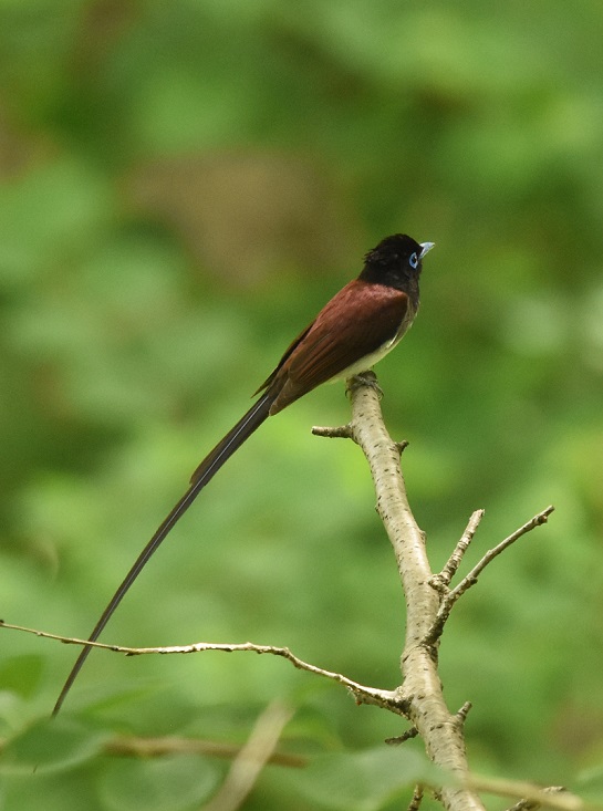 TRE`E@iS-3j@@2016/05/08@ Photo by Hayashi