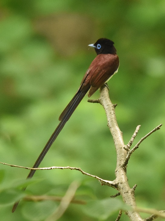 TRE`E@iS-4j@@2016/05/08@ Photo by Hayashi