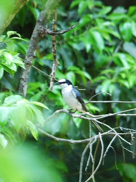 @ TVENC @@ؑ@ꌧ@2009/05/23@ Photo by Takase