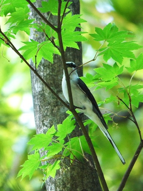 A TVENC @@ؑ@ꌧ@2009/05/23@ Photo by Takase