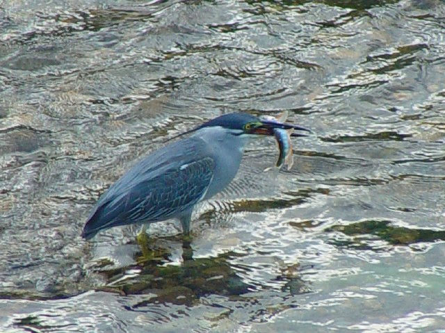 sTTSCt@ @ss@RȐ@ 2006/07/30@Photo by Kohyuh