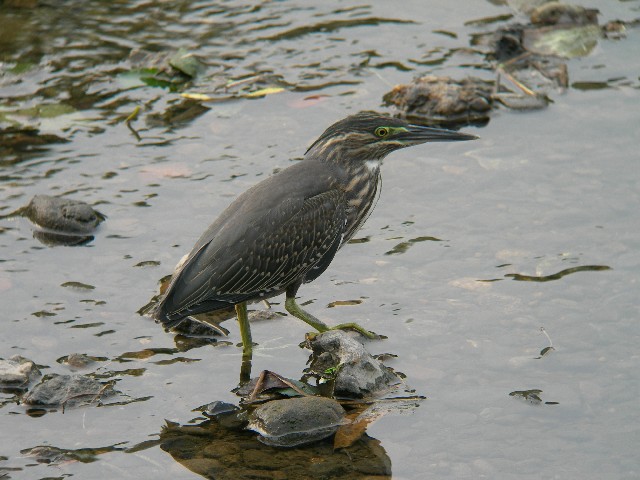sTTSCt@ᒹ @ss@RȐ@ 2006/08/13@Photo by Takayama