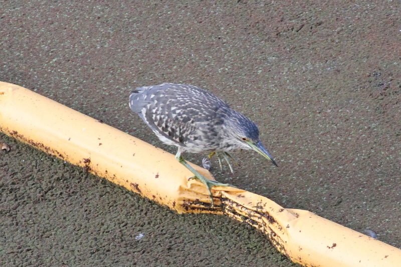 TTSC@ᒹ@iQ-2j@@s@2014/10/23@Photo by Mand