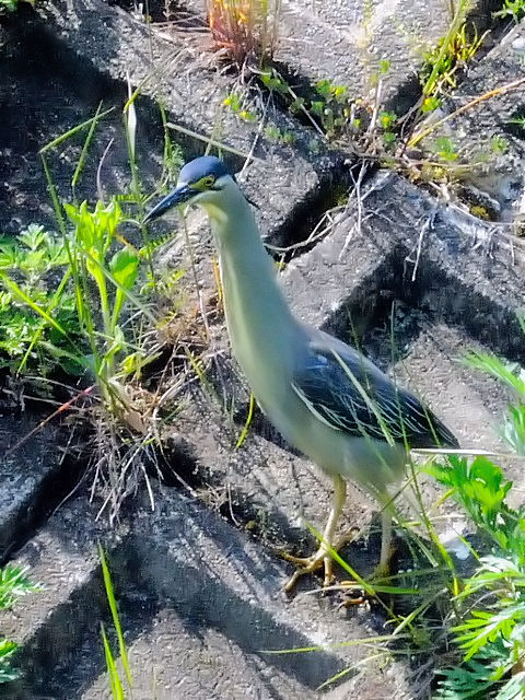 B TTSC@@ss@RȐ@2010/05/06@Photo by Kohyuh